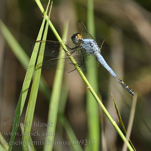 Nesciothemis farinosa Black-tailed Skimmer Black-faced Dancing