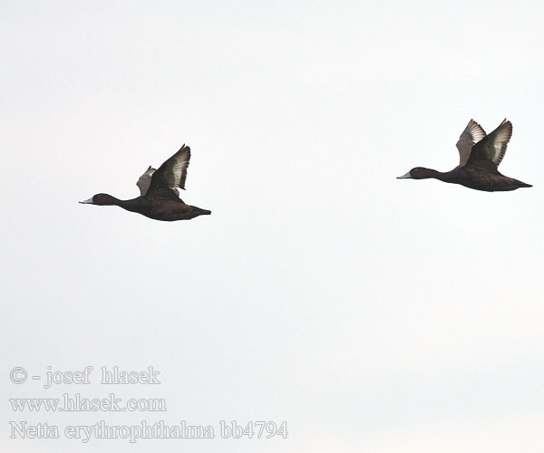 Netta erythrophthalma Aythya Southern Pochard Bruineend Xinyankakeni Sehudi Bata Jicho-jekundu Dada Zrzohlávka rudooká Rotaugenente Mørk Taffeland Pato Morado castaño Nette brune Fistione meridionale ネッタイハジロ Zuidelijke Tafeleend Helmiatka czerwonooka Patury-preta Paturi-preta Красноглазый нырок Fløyelsand צולל דרומי