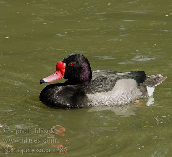 Netta peposaca Metapiana Zrzohlávka peposaka Rosy-billed Pochard Rosy billed Rosybill Peposakand Blutschnabelente Peposakaente Rosenschnabelente Cresta rosa Pate negro picazo Pampavart Kyhmynarsku Canard péposaca Nette demi-deuil Lacha ghobrósach Fistione beccorosa beccoroseo becco rosa ベニバシガモ Peposaca eend Peposaka-eend Helmiatka różowodzioba Marrecão marrecão-Patagônia Pato-picazo Розовоклювый Нырок Peposaca réce Hrdzavka peposaka 