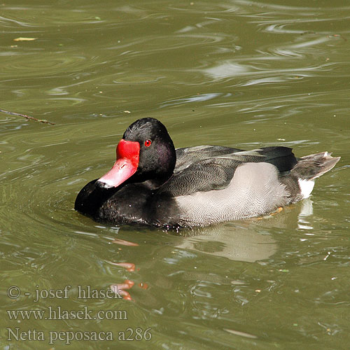 Peposakaente Rosenschnabelente Cresta rosa Pate negro picazo Pampavart Kyhmynarsku Canard péposaca Nette demi-deuil Lacha ghobrósach Fistione beccorosa beccoroseo becco rosa ベニバシガモ Peposaca eend Peposaka-eend Helmiatka różowodzioba Marrecão marrecão-Patagônia Pato-picazo Розовоклювый Нырок Peposaca réce Hrdzavka peposaka Netta peposaca Metapiana Zrzohlávka peposaka Rosy-billed Pochard Rosy billed Rosybill Peposakand Blutschnabelente