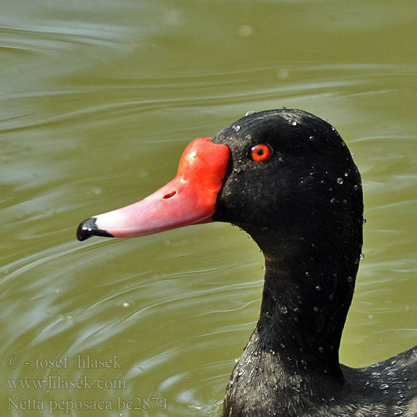 Pato-picazo Розовоклювый Нырок Peposaca réce Hrdzavka peposaka Netta peposaca Metapiana Zrzohlávka peposaka Rosy-billed Pochard Rosy billed Rosybill Peposakand Blutschnabelente Peposakaente Rosenschnabelente Cresta rosa Pate negro picazo Pampavart Kyhmynarsku Canard péposaca Nette demi-deuil Lacha ghobrósach Fistione beccorosa beccoroseo becco rosa ベニバシガモ Peposaca eend Peposaka-eend Helmiatka różowodzioba Marrecão marrecão-Patagônia