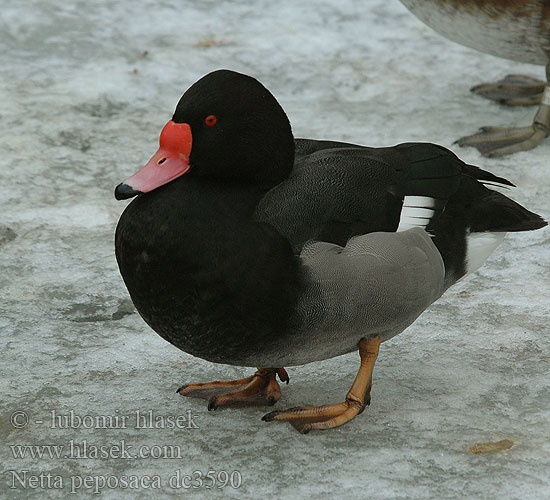 Canard péposaca Nette demi-deuil Lacha ghobrósach Fistione beccorosa beccoroseo becco rosa ベニバシガモ Peposaca eend Peposaka-eend Helmiatka różowodzioba Marrecão marrecão-Patagônia Pato-picazo Розовоклювый Нырок Peposaca réce Hrdzavka peposaka Netta peposaca Metapiana Zrzohlávka peposaka Rosy-billed Pochard Rosy billed Rosybill Peposakand Blutschnabelente Peposakaente Rosenschnabelente Cresta rosa Pate negro picazo Pampavart Kyhmynarsku