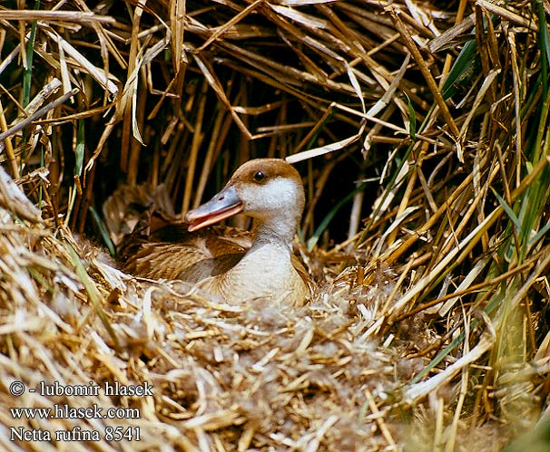 Netta rufina Red-crested Pochard Rødhovedet Punapäänarsku