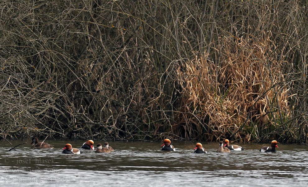 Red-crested Pochard Netta rufina