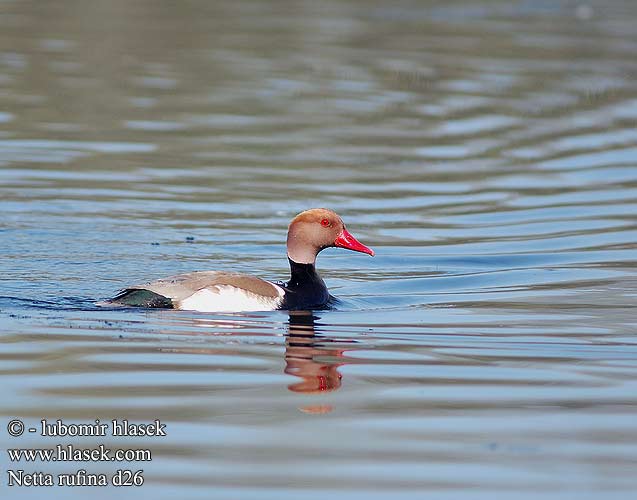 Red-crested Pochard Rødhovedet Punapäänarsku Nette rousse