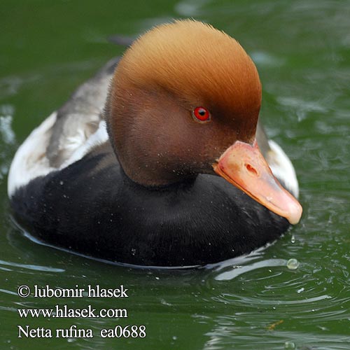 Macar ördeği נטה Netta rufina Red-crested Pochard