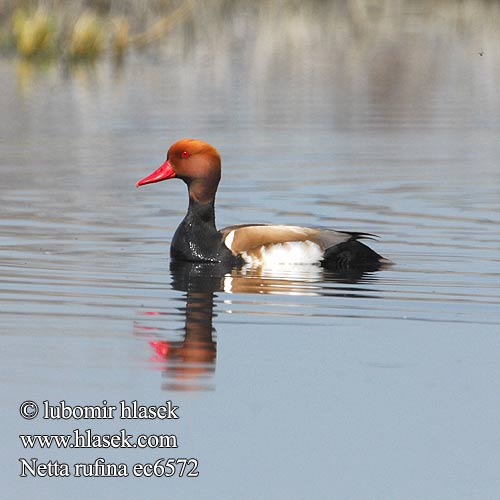 Red-crested Pochard Rødhovedet Punapäänarsku Nette rousse