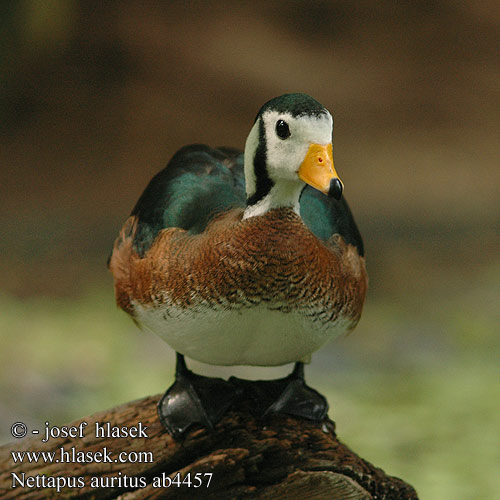 Nettapus auritus African Pygmy-goose Pygmy goose Afrikansk pygmægås Afrikankääpiösorsa Anserelle naine Afrikaanse Dwergeend Pygmeegans Oca pigmea africana Afrikai törpelúd Afrikanische Zwergglanzente Zwergente Rotbrustzzwerggans Kaczuszka australijska Kačica hnedooká Kachnička pestrá Kačenka běloboká Ganso Pigmeo Africano afrikansk dvärgand Dwerggans Dwerggans Африканский малый гусь アフリカマメガン