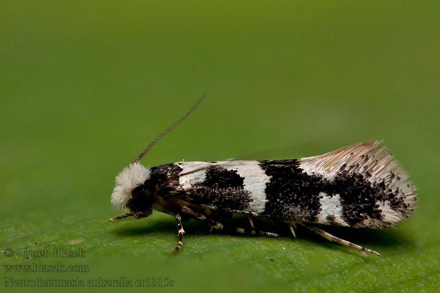 Neurothaumasia ankerella