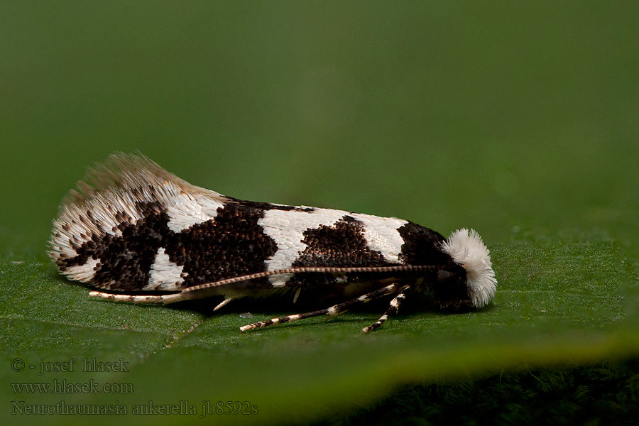 Neurothaumasia ankerella