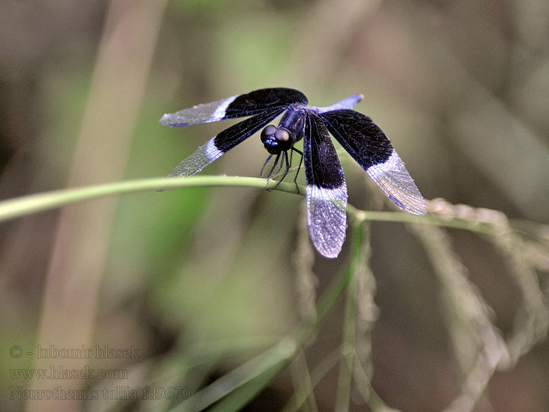 Neurothemis tullia Pied paddy skimmer