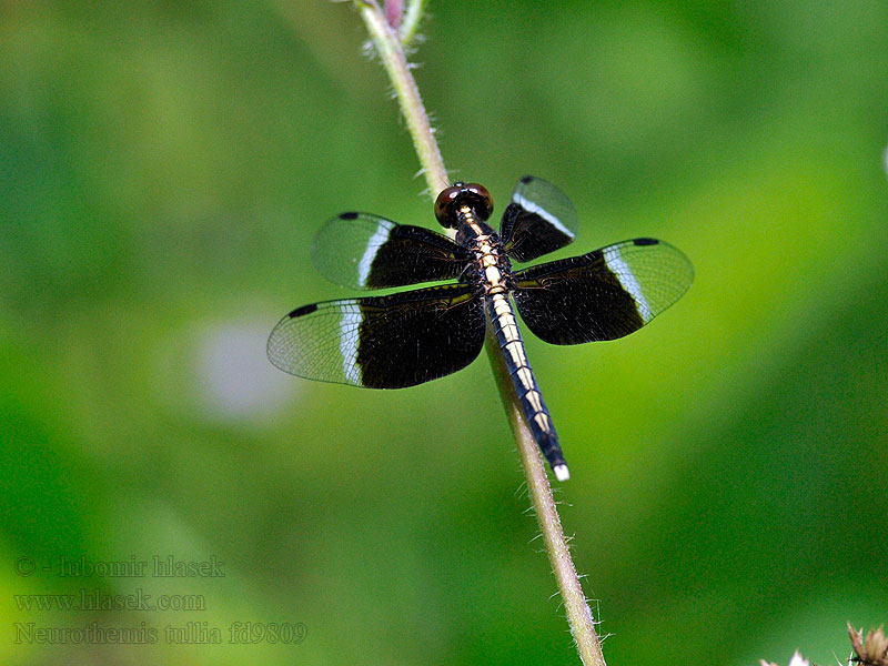 Pied paddy skimmer Neurothemis tullia