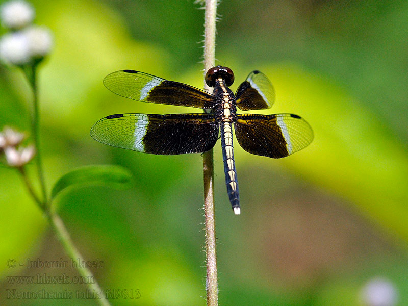 Neurothemis tullia