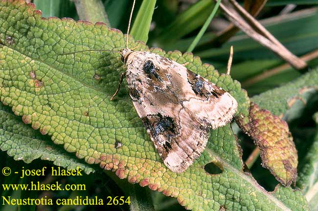 Neustrotia candidula Pseudeustrotia Světlopáska bělavá