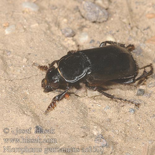 Nicrophorus germanicus Necrophorus Hrobařík velký největší Schwarzer Totengräber Black burying beetle Kæmpeådselgraver Nicrophore germanique Grabarz lamowany Могильщик германский большой чёрный