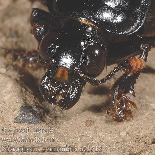 Schwarzer Totengräber Black burying beetle Kæmpeådselgraver Nicrophore germanique Grabarz lamowany Могильщик германский большой чёрный Nicrophorus germanicus Necrophorus Hrobařík velký největší