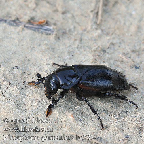 Nicrophore germanique Grabarz lamowany Могильщик германский большой чёрный Nicrophorus germanicus Necrophorus Hrobařík velký největší Schwarzer Totengräber Black burying beetle Kæmpeådselgraver