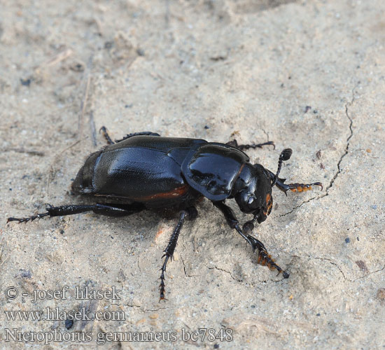 Могильщик германский большой чёрный Nicrophorus germanicus Necrophorus Hrobařík velký největší Schwarzer Totengräber Black burying beetle Kæmpeådselgraver Nicrophore germanique Grabarz lamowany