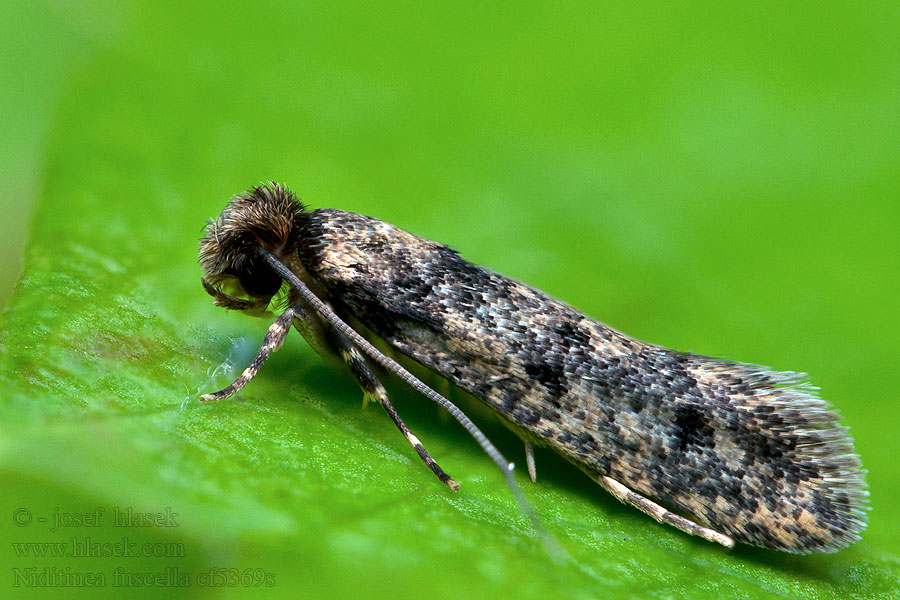 Niditinea fuscella Moľa hniezdová Vogelnestmot Pettyes fészekmoly