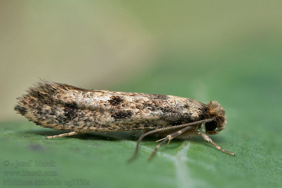 Brindled Clothes Moth Niditinea striolella