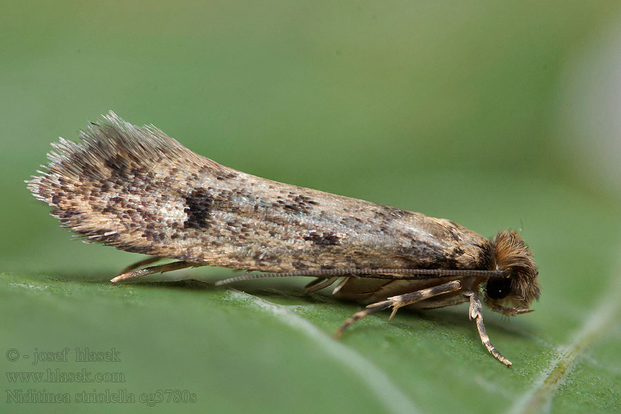 Kattugglebomal Niditinea striolella