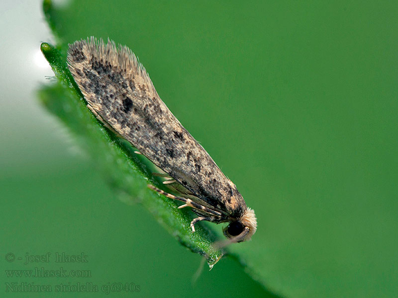 Niditinea striolella Brindled Clothes Moth