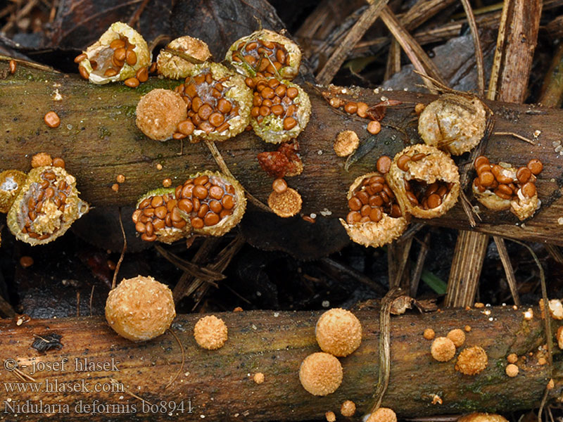 Nidularia deformis Hnízdovka nacpaná