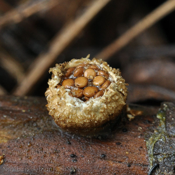 Nidularia_deformis_bo8958