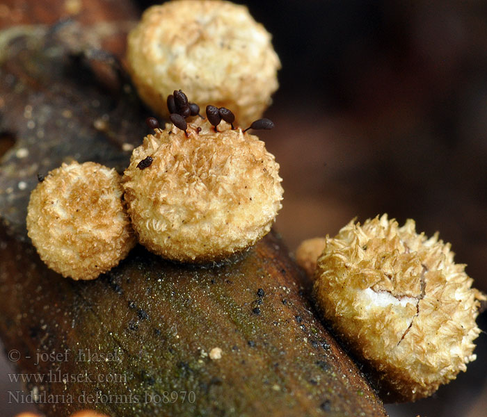 Nidularia_deformis_bo8970