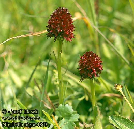 Nigritella nigra