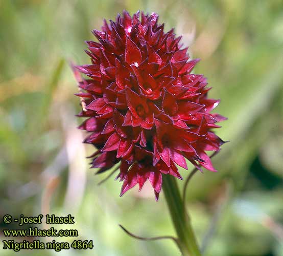 Nigritella nigra