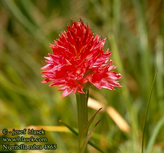 Nigritella rubra