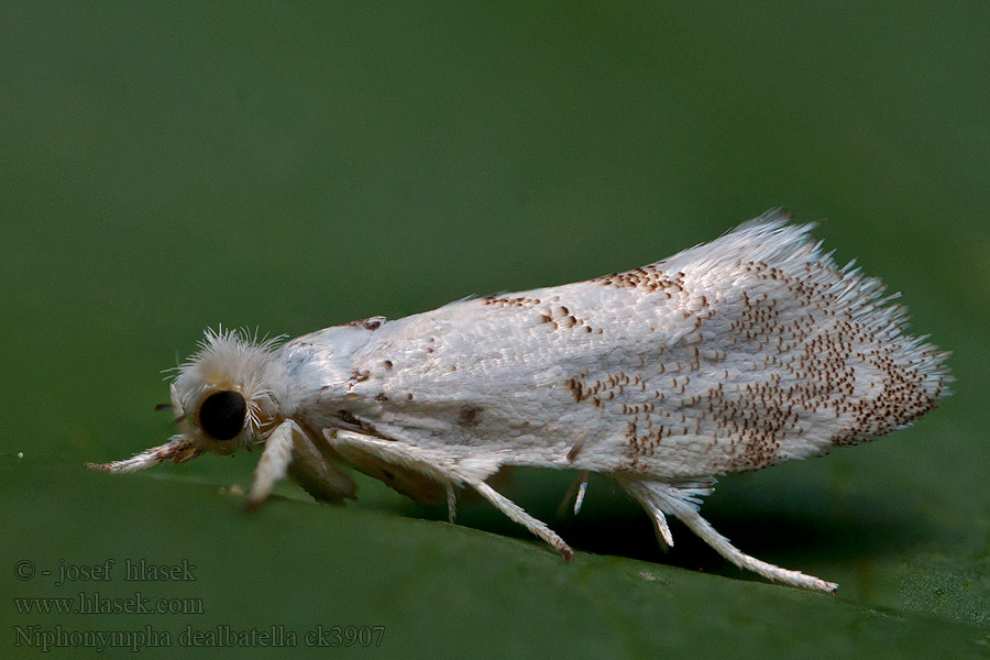 Niphonympha dealbatella