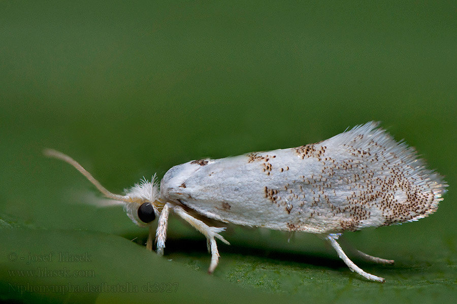 Niphonympha dealbatella