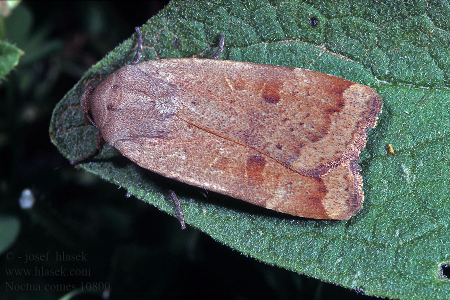 Osenice prvosenková Noctua comes