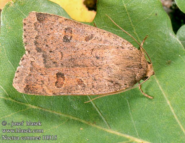 Noctua comes Lederbraune Bandeule Breitfluegelige