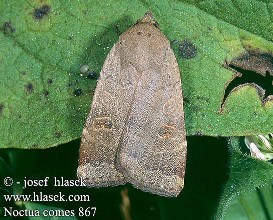 Lesser Yellow Underwing Mora prvosienková Osenice prvosenková Leverbrunt bandfly