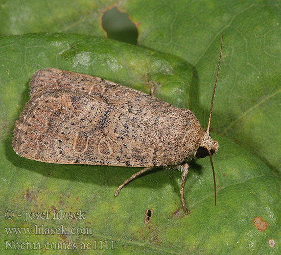 Osenice prvosenková Leverbrunt bandfly Variabelt bandfly