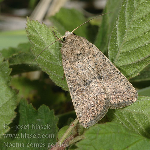 Lederbraune Bandeule Breitfluegelige Lesser Yellow Underwing