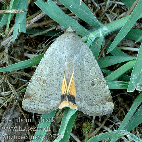 Lesser Yellow Underwing Mora prvosienková Osenice prvosenková