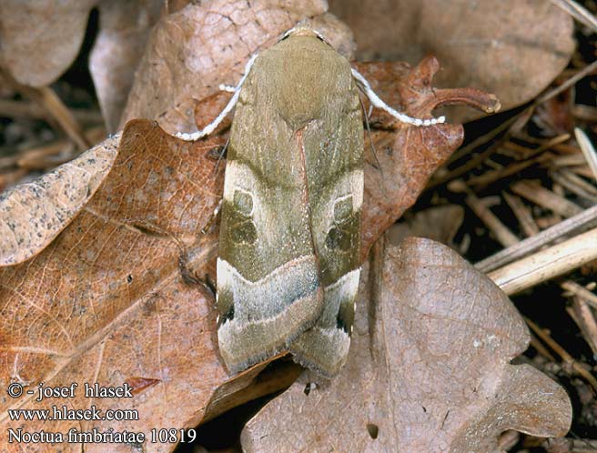 Noctua fimbriata Broad-bordered Yellow Underwing Noctuelle frangée