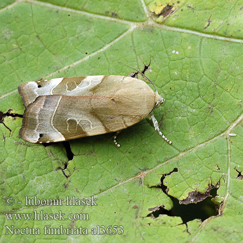 Broad-bordered Yellow Underwing Noctuelle frangée