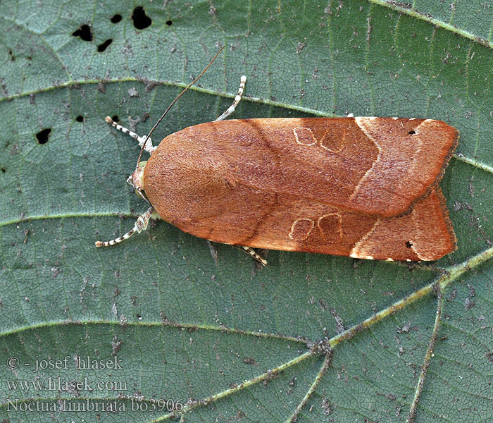 Noctua fimbriata Broad-bordered Yellow Underwing