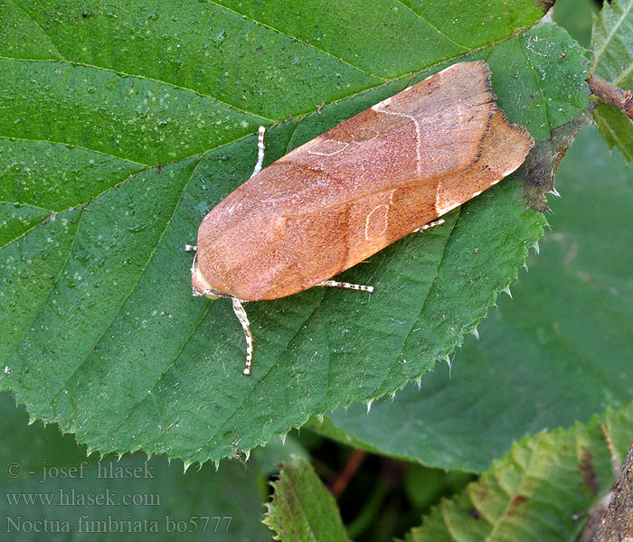 Noctua fimbriata Gelbe Bandeule