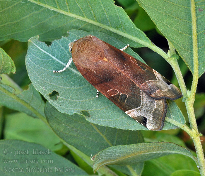 Noctua fimbriata Osenice zemáková