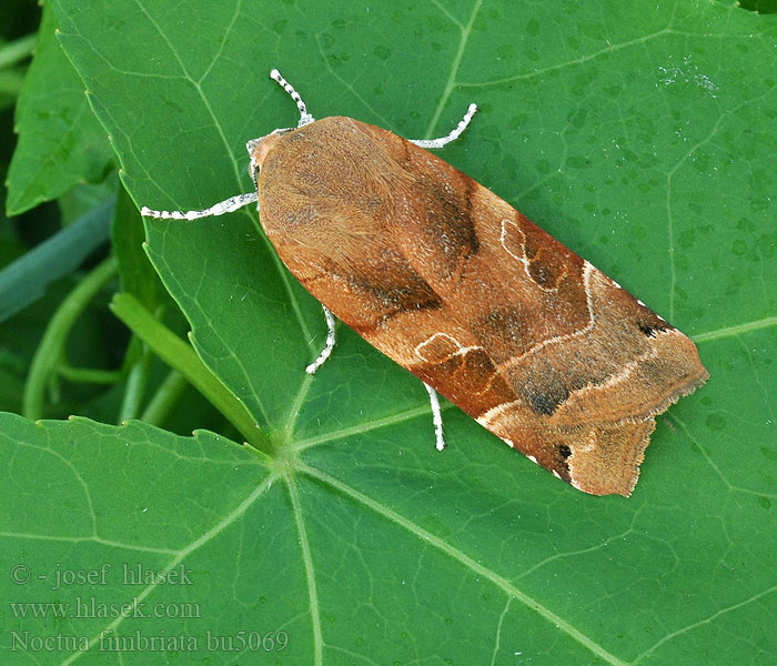 Osenice zemáková Noctua fimbriata