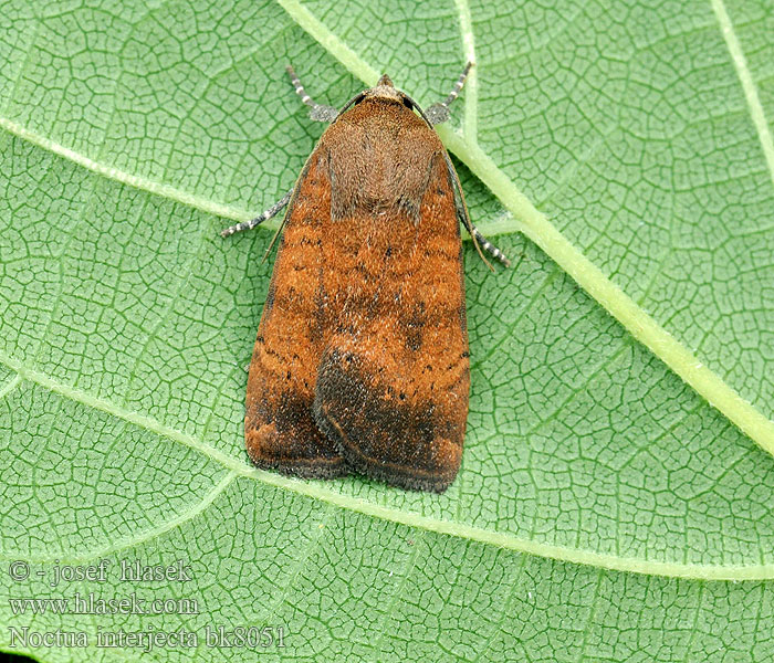 Least Yellow Underwing Faux Casque Kleine huismoeder