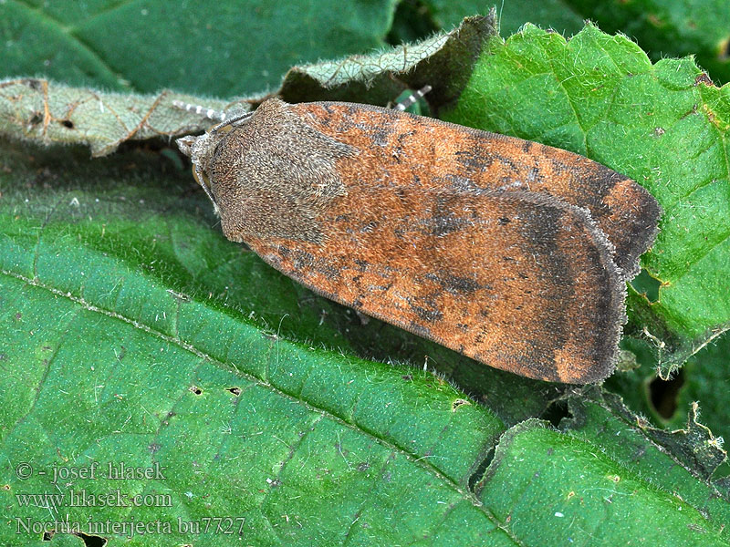 Kleine Bandeule Noctua interjecta