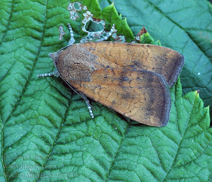Least Yellow Underwing Noctua interjecta
