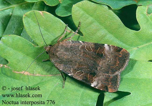 Noctua interposita Osenice pehlen Breitflgelige Bandeule